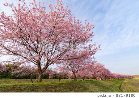 北浅羽桜堤公園の安行寒桜【埼玉県坂戸市】 88179180