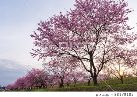 北浅羽桜堤公園の安行寒桜【埼玉県坂戸市】 88179185