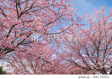北浅羽桜堤公園の安行寒桜【埼玉県坂戸市】 88179201