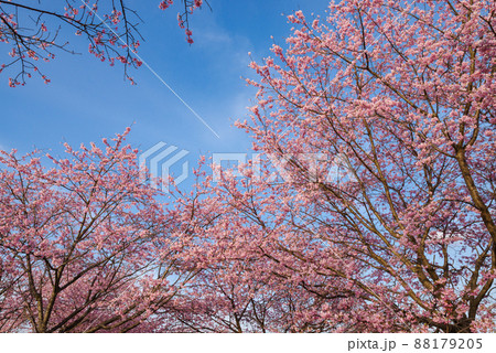 北浅羽桜堤公園の安行寒桜【埼玉県坂戸市】 北浅羽桜堤公園の安行寒桜【埼玉県坂戸市】 88179205