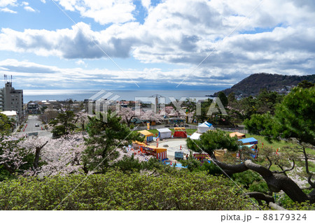 函館公園の桜祭り 88179324