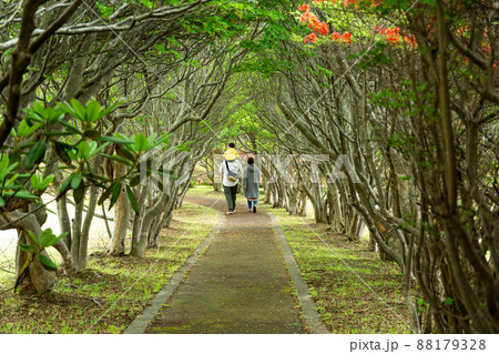 木のトンネルを歩く暖かな家族 88179328