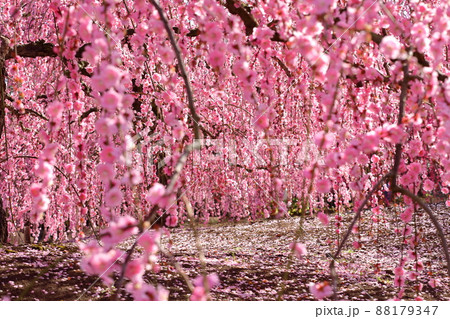 三重県鈴鹿市山本町 赤塚植物園の鈴鹿の森庭園 満開のしだれ梅のカーテン 三重県鈴鹿市山本町 赤塚植物園の鈴鹿の森庭園 満開のしだれ梅のカーテン 88179347