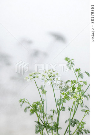 オルレア　木漏れ日　影 88179361