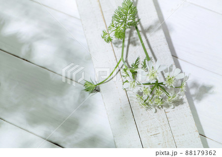 オルレア　木漏れ日　影 88179362