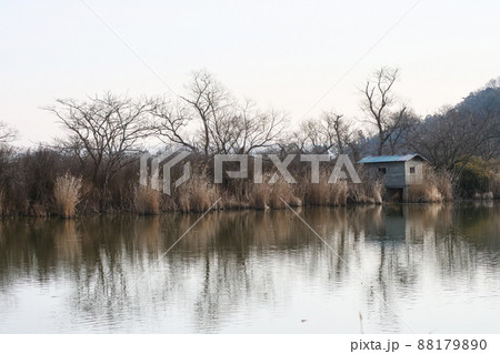 写真、共生の環境、癒しの風景、ラムサール条の春を待つ風景の春を待つ風景 写真、共生の環境、癒しの風景、ラムサール条の春を待つ風景の春を待つ風景 88179890