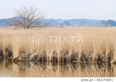 写真、共生の環境、癒しの風景、ラムサール条の春を待つ風景の春を待つ風景 88179891