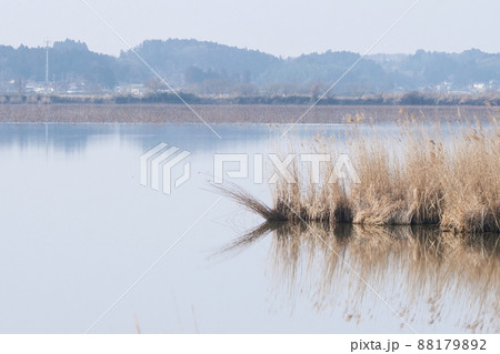 写真、共生の環境、癒しの風景、ラムサール条の春を待つ風景の春を待つ風景 写真、共生の環境、癒しの風景、ラムサール条の春を待つ風景の春を待つ風景 88179892