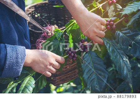 Man Hands harvest coffee bean ripe Red berries plant fresh seed coffee tree growth in green eco organic farm. Close up hands harvest red ripe coffee seed robusta arabica berry harvesting coffee farm 88179893