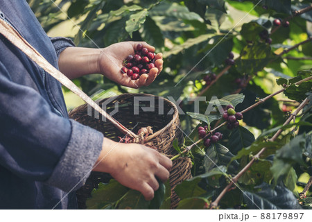 Man Hands harvest coffee bean ripe Red berries plant fresh seed coffee tree growth in green eco organic farm. Close up hands harvest red ripe coffee seed robusta arabica berry harvesting coffee farm 88179897