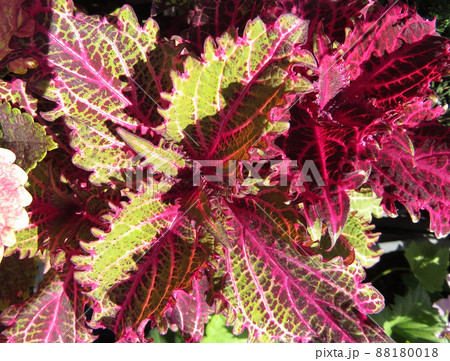 SeedlinSeedlings of various plants in pots on the farm market  Red and pink, colorful  coleus leaves.gs of various plants in pots on the farm market  Red and pink, colorful  coleus leaves. 88180018