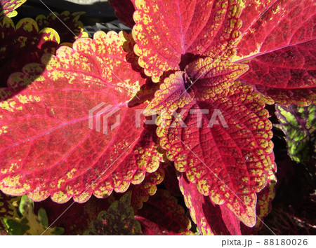 Seedlings of various plants in pots on the farm market  Red and pink, colorful  coleus leaves. 88180026
