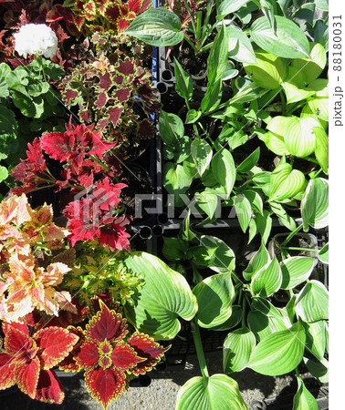 Seedlings of various plants in pots on the farm market  Red and pink, colorful  coleus leaves. 88180031