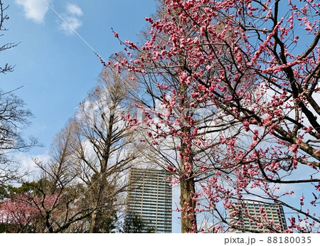青空に映える梅とメタセコイアと高層建築物　［岡崎公園/愛知県岡崎市］ 88180035
