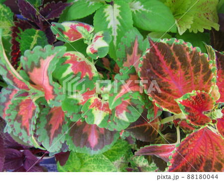Seedlings of various plants in pots on the farm market Red and pink, colorful coleus leaves. Seedlings of various plants in pots on the farm market Red and pink, colorful coleus leaves. 88180044