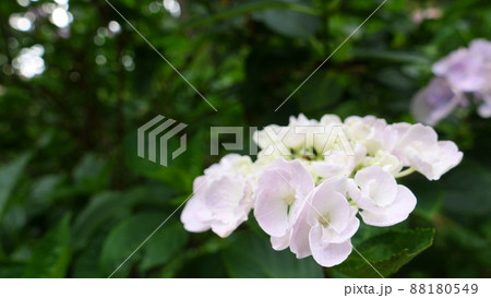 開花した満開のアジサイ。(コピースペース) 88180549