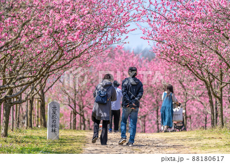 古河桃まつり 元屋敷の桃林 古河桃まつり 元屋敷の桃林 88180617