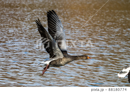 The flying greylag goose, Anser anser is a species of large goose The flying greylag goose, Anser anser is a species of large goose 88180774