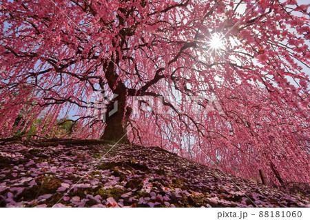 三重県鈴鹿市山本町 赤塚植物園の鈴鹿の森庭園 逆光の満開しだれ梅呉羽枝垂れに差し込む陽射し 三重県鈴鹿市山本町 赤塚植物園の鈴鹿の森庭園 逆光の満開しだれ梅呉羽枝垂れに差し込む陽射し 88181060