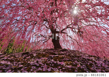 三重県鈴鹿市山本町　赤塚植物園の鈴鹿の森庭園　逆光の満開しだれ梅呉羽枝垂れに差し込む陽射し 88181061