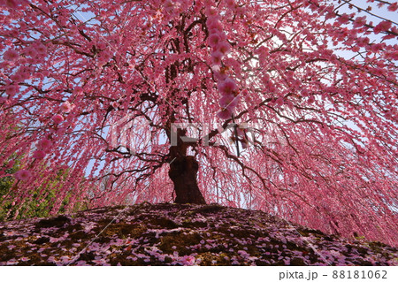 三重県鈴鹿市山本町　赤塚植物園の鈴鹿の森庭園　逆光の満開しだれ梅呉羽枝垂れに差し込む陽射し 88181062