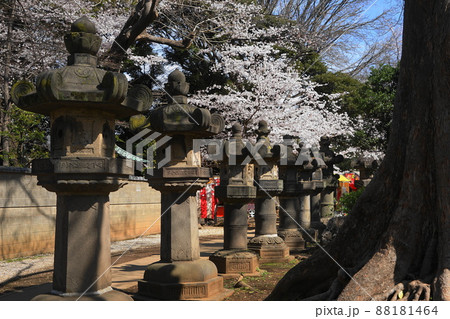 3月 台東211桜満開の上野東照宮・上野恩賜公園 3月 台東211桜満開の上野東照宮・上野恩賜公園 88181464