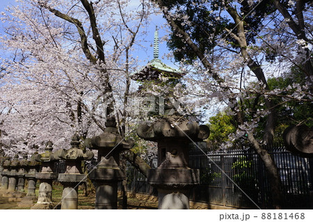 3月　台東215桜満開の寛永寺五重塔･上野恩賜公園 88181468