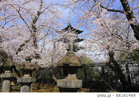 3月　台東216桜満開の寛永寺五重塔･上野恩賜公園 88181469