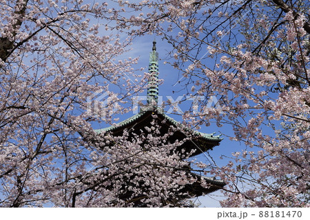 3月　台東217桜満開の寛永寺五重塔･上野恩賜公園 88181470