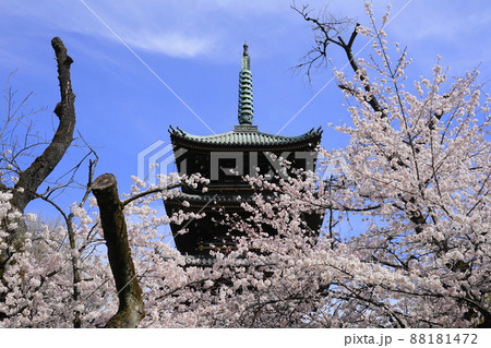 3月　台東219桜満開の寛永寺五重塔･上野恩賜公園 88181472