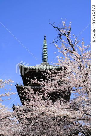 3月　台東220桜満開の寛永寺五重塔･上野恩賜公園 88181473