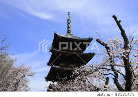 3月　台東222桜満開の寛永寺五重塔･上野恩賜公園 88181475