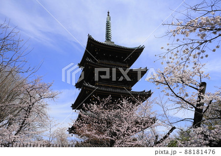 3月　台東223桜満開の寛永寺五重塔･上野恩賜公園 88181476