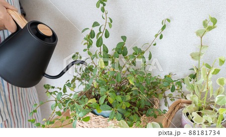 観葉植物に水やり 観葉植物に水やり 88181734