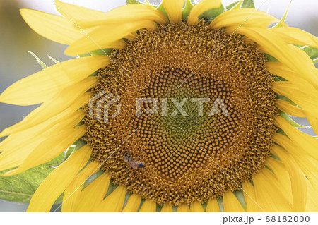 花 ヒマワリ 風景 88182000