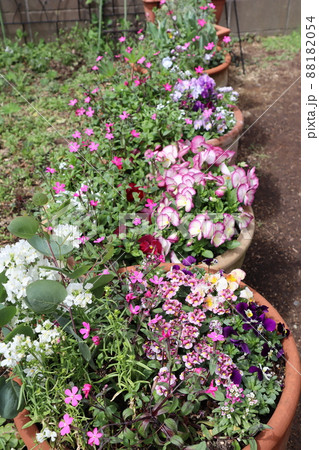 春の庭・花の寄せ植えたち 88182054