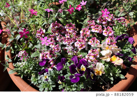 春の庭・花の寄せ植え 88182059