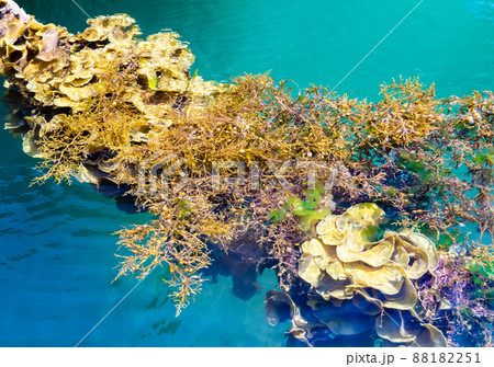 漁港内に漂着した海藻です。とても透明感のある海がきれいです。山口県 88182251