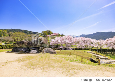 桜満開の石舞台古墳 88182482