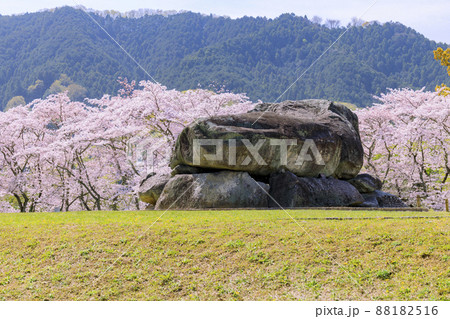 桜満開の石舞台古墳 桜満開の石舞台古墳 88182516