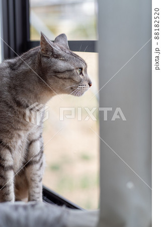 外を眺める猫　サバトラ猫 88182520