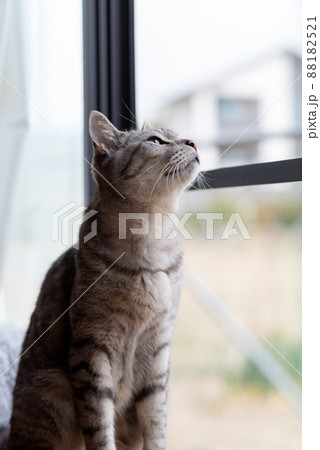 外を眺める猫 サバトラ猫 外を眺める猫 サバトラ猫 88182521