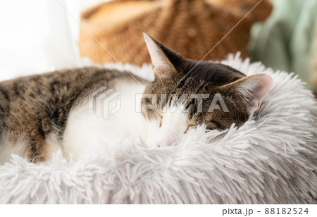 眠る猫　キジトラ猫 88182524