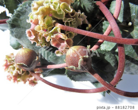 シクラメン　森の妖精　シードポット 88182708