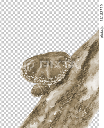 セピアトーンのほだ木で栽培された椎茸 トリミング【手描き水彩画】白バック 透過背景 88182759