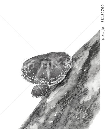 モノトーンのほだ木で栽培された椎茸 トリミング【水墨画風水彩画】白バック 透過背景 モノトーンのほだ木で栽培された椎茸 トリミング【水墨画風水彩画】白バック 透過背景 88182760