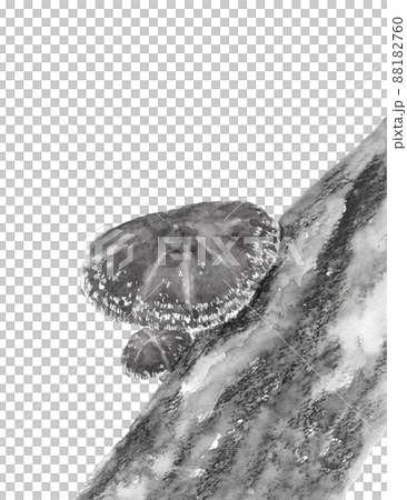 モノトーンのほだ木で栽培された椎茸 トリミング【水墨画風水彩画】白バック 透過背景 モノトーンのほだ木で栽培された椎茸 トリミング【水墨画風水彩画】白バック 透過背景 88182760