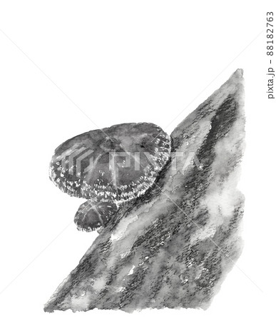 モノトーンのほだ木で栽培された椎茸 【水墨画風水彩画】白バック 透過背景 モノトーンのほだ木で栽培された椎茸 【水墨画風水彩画】白バック 透過背景 88182763