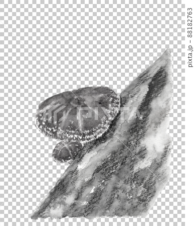 モノトーンのほだ木で栽培された椎茸 【水墨画風水彩画】白バック 透過背景 モノトーンのほだ木で栽培された椎茸 【水墨画風水彩画】白バック 透過背景 88182763