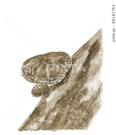 セピアトーンのほだ木で栽培された椎茸【手描き水彩画】白バック 透過背景 セピアトーンのほだ木で栽培された椎茸【手描き水彩画】白バック 透過背景 88182764